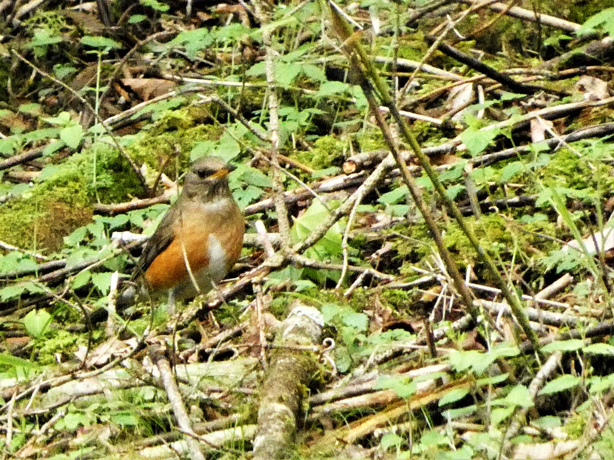 Photo of Brown-headed Thrush at 水ヶ塚公園 by koshi