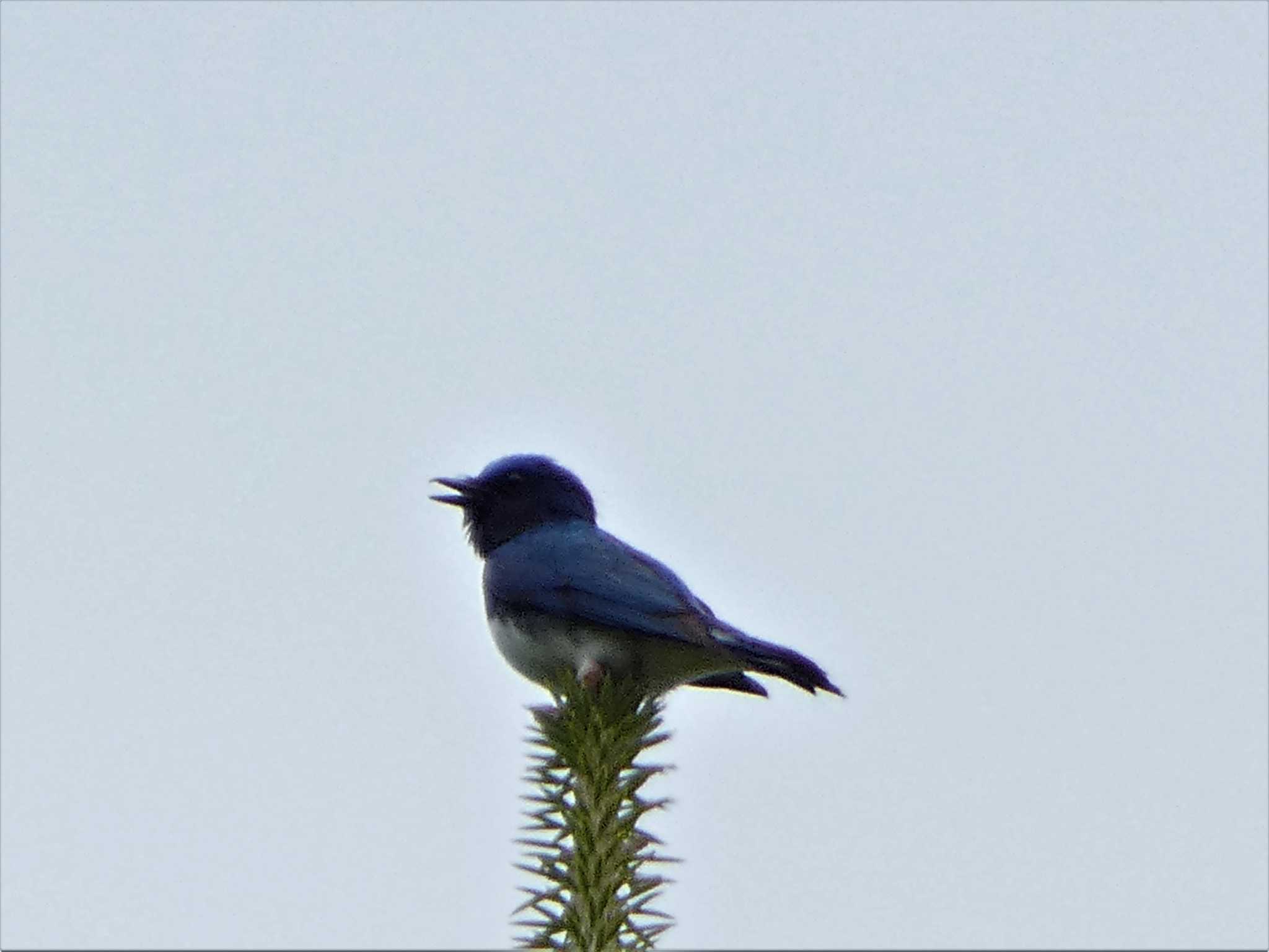 Blue-and-white Flycatcher