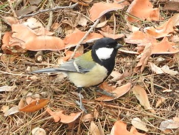 Japanese Tit Osaka castle park Fri, 1/19/2018