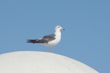 Black-tailed Gull 鴨川シーワールド Unknown Date