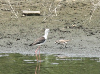Sat, 7/9/2022 Birding report at Tokyo Port Wild Bird Park