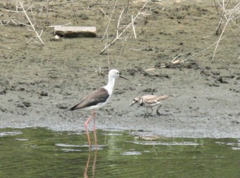 セイタカシギ 東京港野鳥公園 2022年7月9日(土)