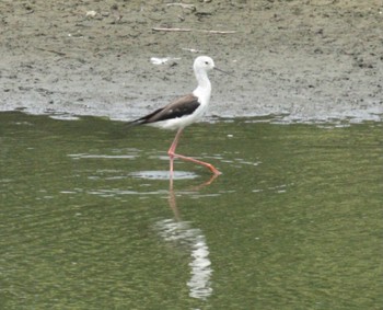 セイタカシギ 東京港野鳥公園 2022年7月9日(土)