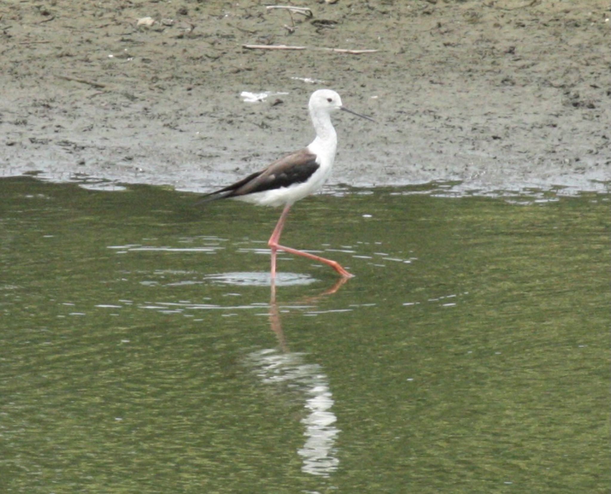 東京港野鳥公園 セイタカシギの写真 by ふう