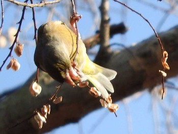 Grey-capped Greenfinch Osaka castle park Fri, 1/19/2018