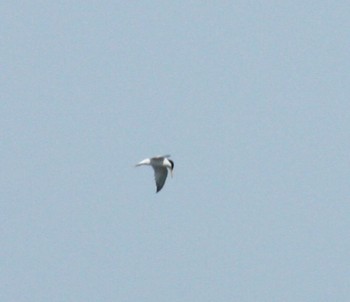 Little Tern Watarase Yusuichi (Wetland) Sat, 6/25/2022