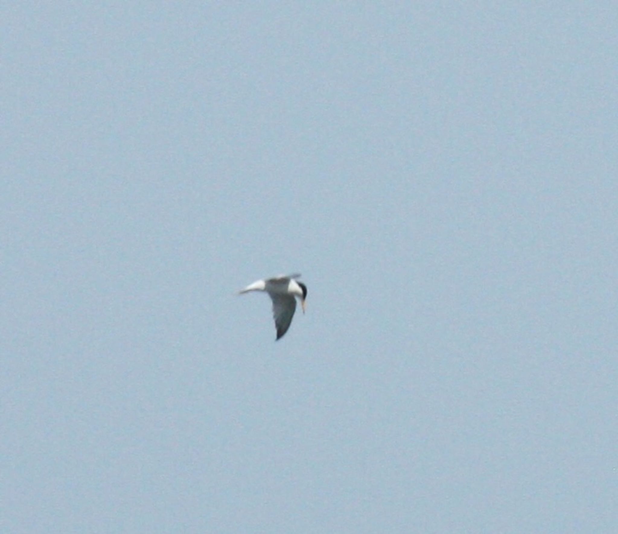 Little Tern