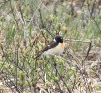 Amur Stonechat Ozegahara Wed, 6/15/2022