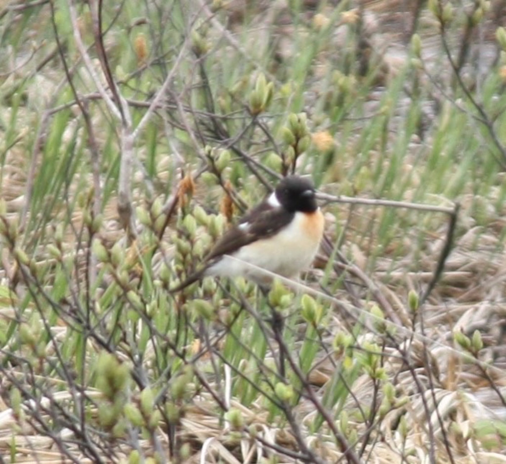 Photo of Amur Stonechat at Ozegahara by ふう