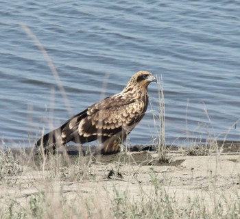 Black Kite Watarase Yusuichi (Wetland) Sat, 6/25/2022