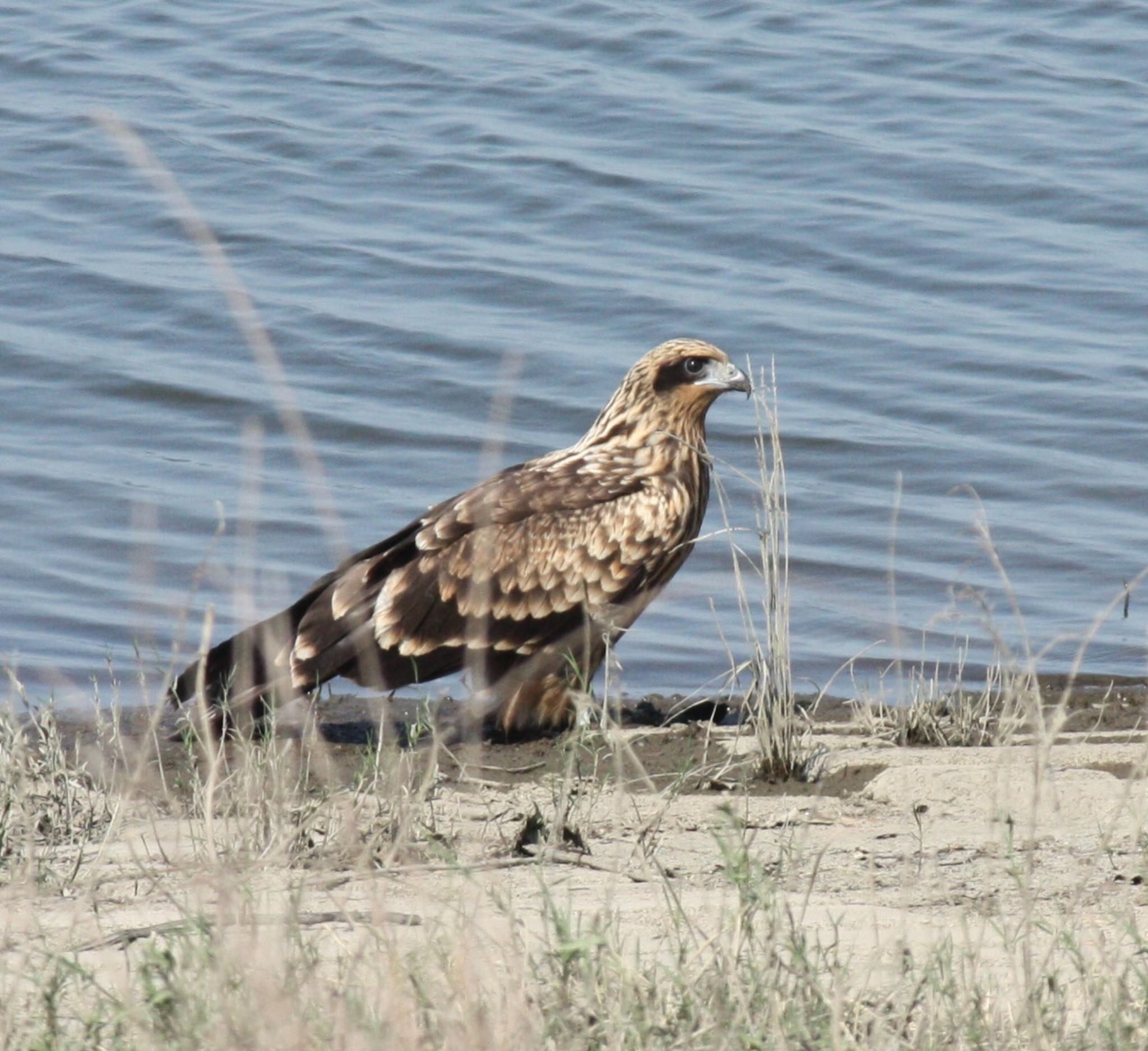 Photo of Black Kite at Watarase Yusuichi (Wetland) by ふう