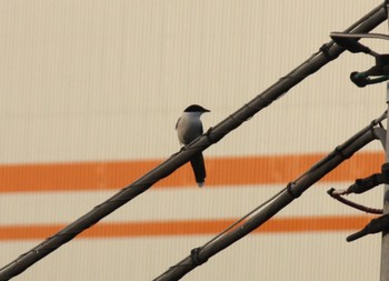 Azure-winged Magpie 平和島 Sun, 6/19/2022