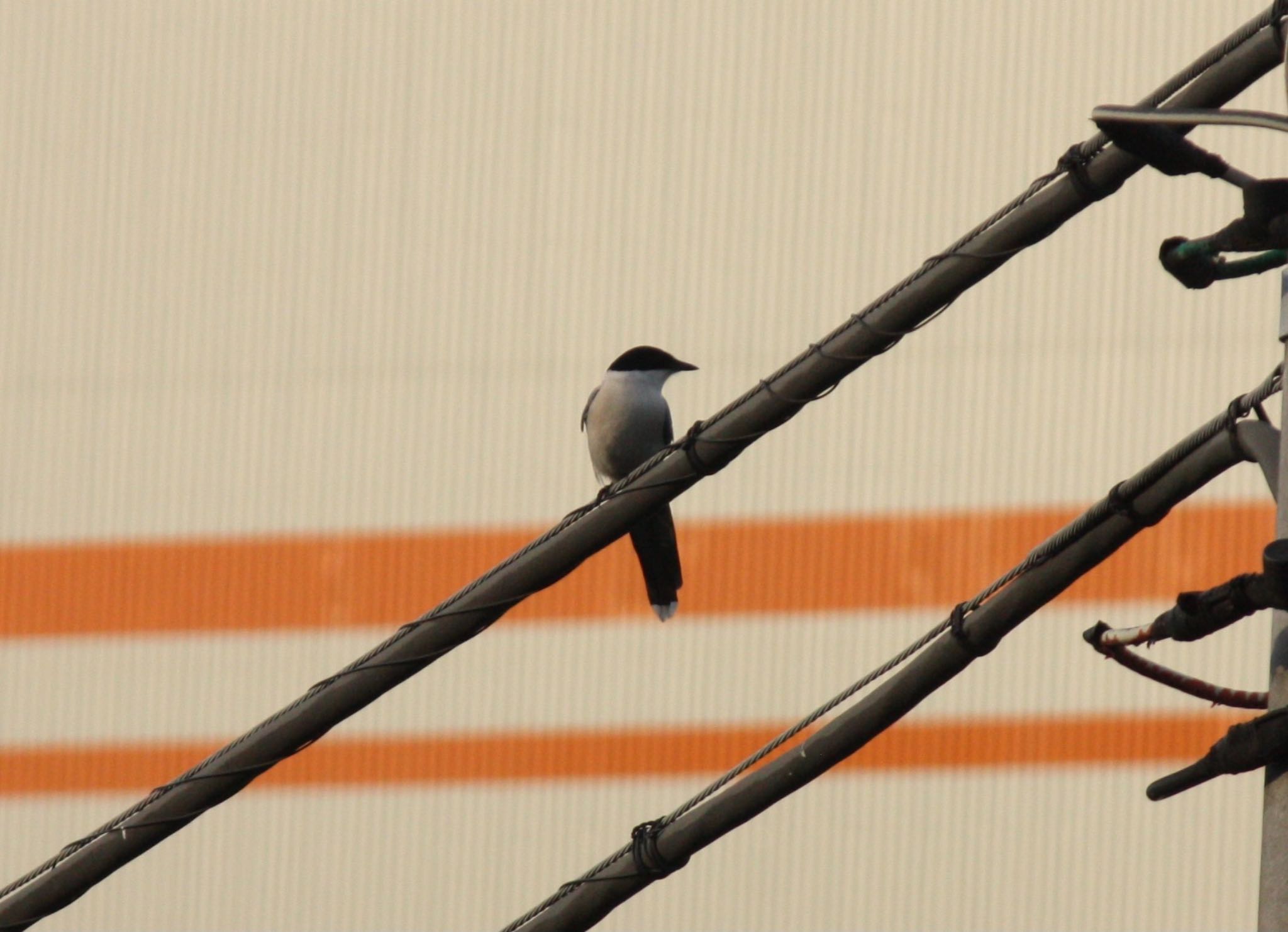 Photo of Azure-winged Magpie at 平和島 by ふう