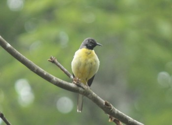 Grey Wagtail Ozegahara Wed, 6/15/2022