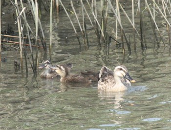 Eastern Spot-billed Duck Tokyo Port Wild Bird Park Thu, 7/21/2022