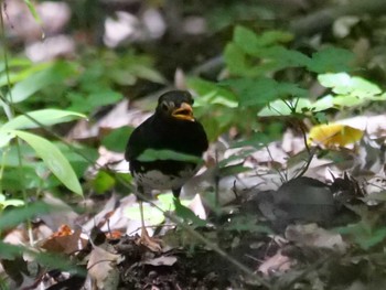 Japanese Thrush 秩父 Sat, 7/23/2022