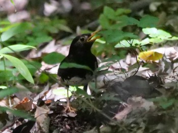 Japanese Thrush 秩父 Sat, 7/23/2022