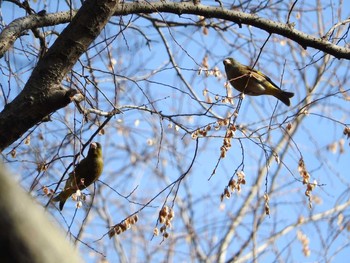 Grey-capped Greenfinch Osaka castle park Fri, 1/19/2018