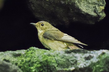 Narcissus Flycatcher 大洞の水場 Sat, 7/30/2022