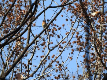 Brambling Osaka castle park Fri, 1/19/2018