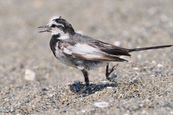 White Wagtail Kasai Rinkai Park Sat, 7/30/2022