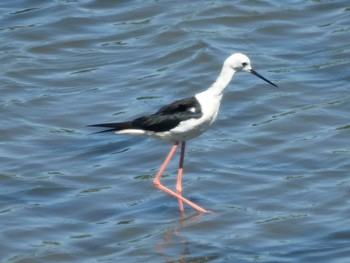 2022年7月30日(土) 東京港野鳥公園の野鳥観察記録