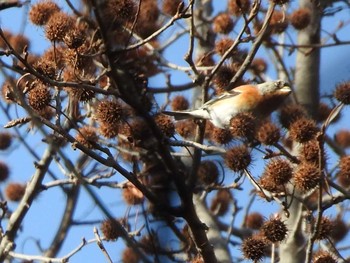 アトリ 大阪城公園 2018年1月19日(金)