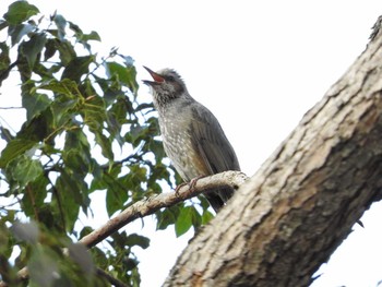 Brown-eared Bulbul Osaka castle park Fri, 1/19/2018