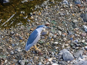 Black-crowned Night Heron 平和の森公園、妙正寺川 Mon, 8/1/2022