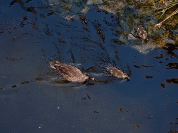 Eastern Spot-billed Duck 平和の森公園、妙正寺川 Mon, 8/1/2022