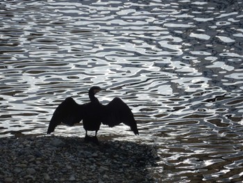 Great Cormorant 平和の森公園、妙正寺川 Mon, 8/1/2022