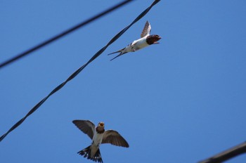 Barn Swallow 羽村堰 Sun, 7/31/2022