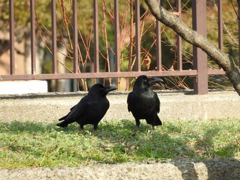 ハシブトガラス 大阪城公園 2018年1月19日(金)