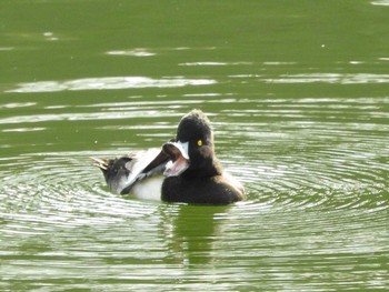 Tufted Duck Osaka castle park Fri, 1/19/2018