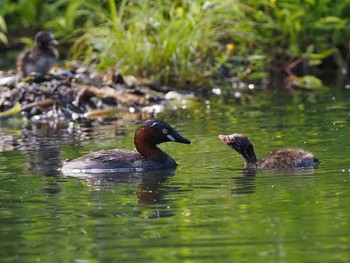 2022年7月31日(日) 石神井公園の野鳥観察記録