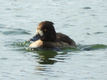 Tufted Duck Osaka castle park Fri, 1/19/2018