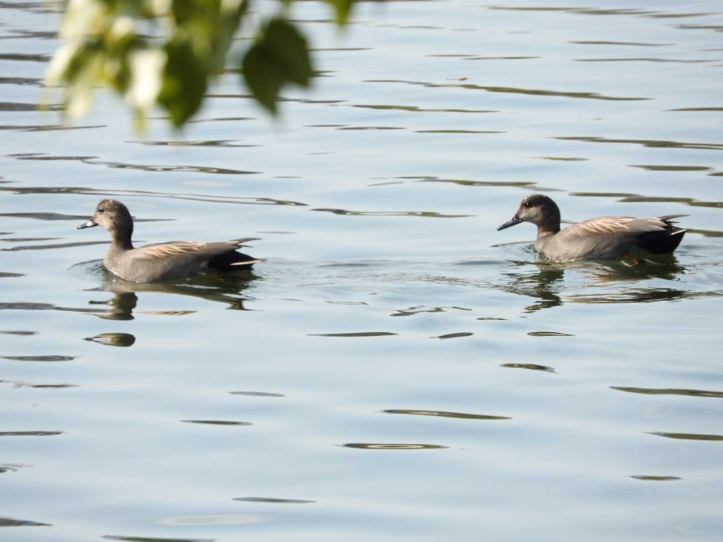 オカヨシガモ