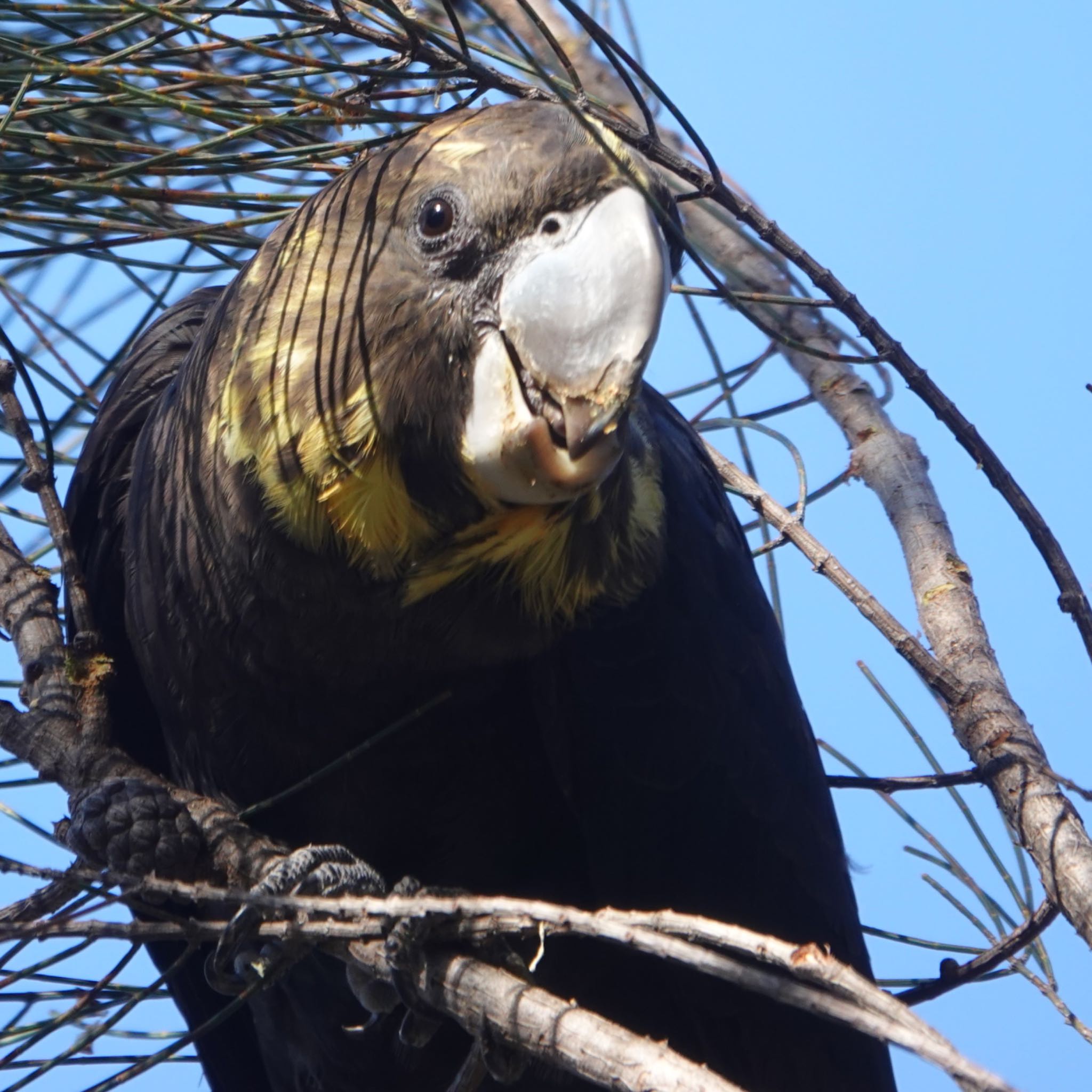 Ku-ring-gai Wildflower Garden テリクロオウムの写真 by Maki