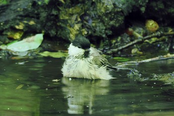 コガラ 大洞の水場 2022年7月30日(土)