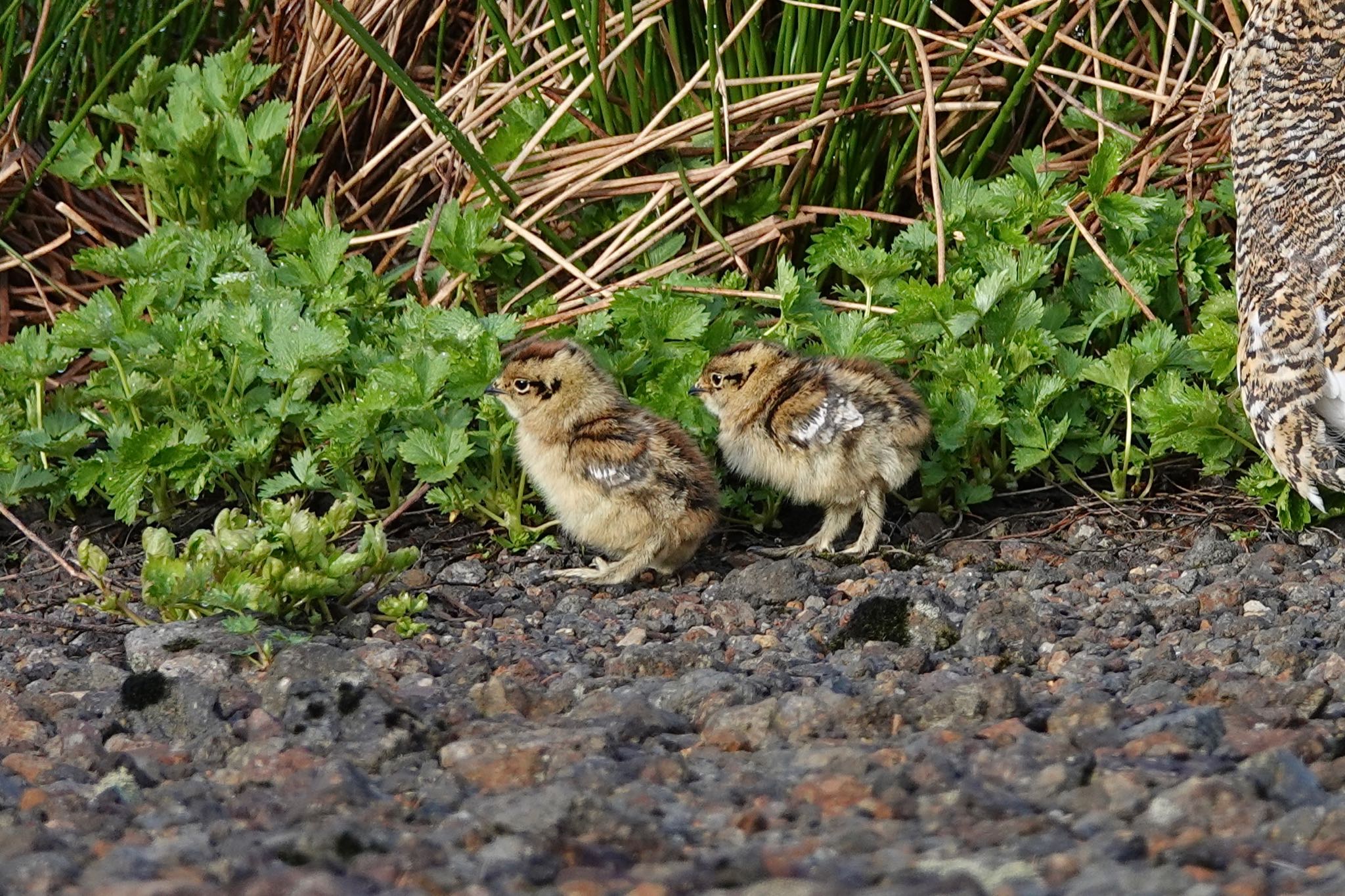 Rock Ptarmigan