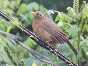 Sat, 7/30/2022 Birding report at 奥四万湖