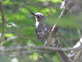 Brown-eared Bulbul 奥四万湖 Sat, 7/30/2022