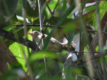 Eastern Crowned Warbler 奥四万湖 Sat, 7/30/2022