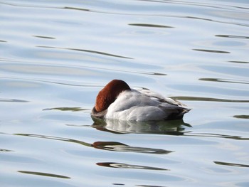 Common Pochard Osaka castle park Fri, 1/19/2018