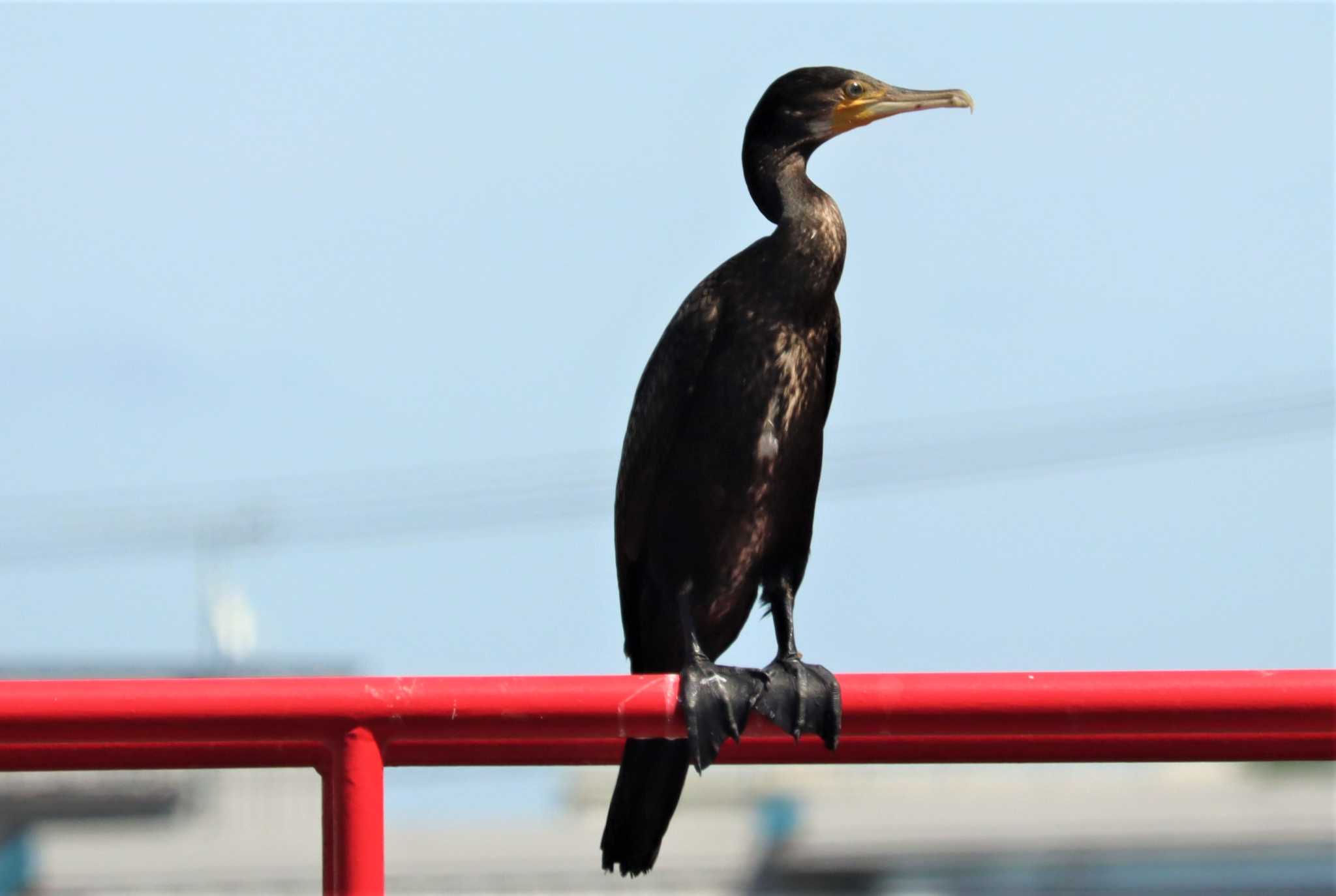 Great Cormorant