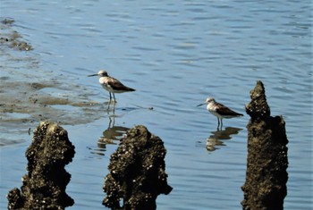 Mon, 8/1/2022 Birding report at 土留木川河口(東海市)