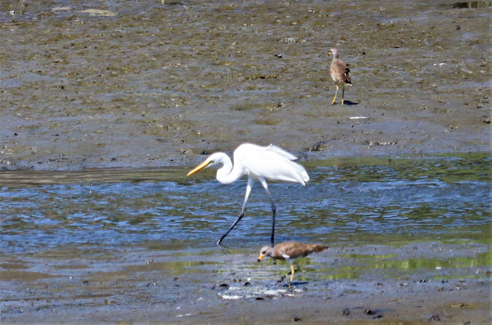 Great Egret