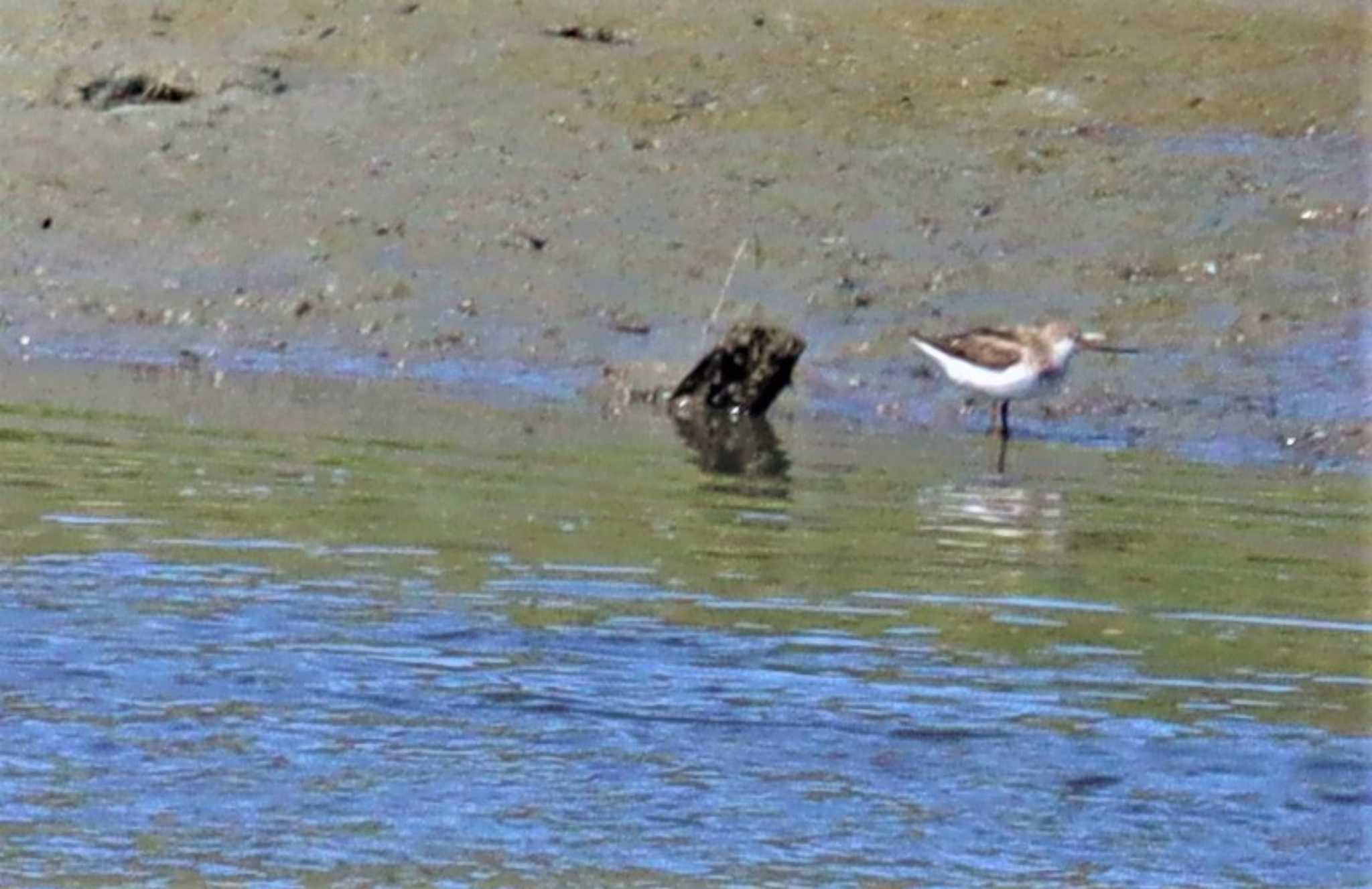 Terek Sandpiper