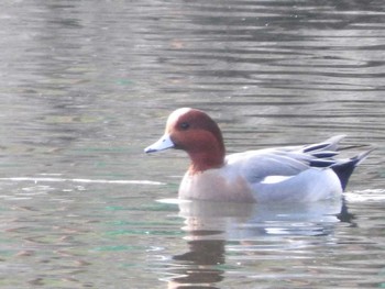 Eurasian Wigeon Osaka castle park Fri, 1/19/2018