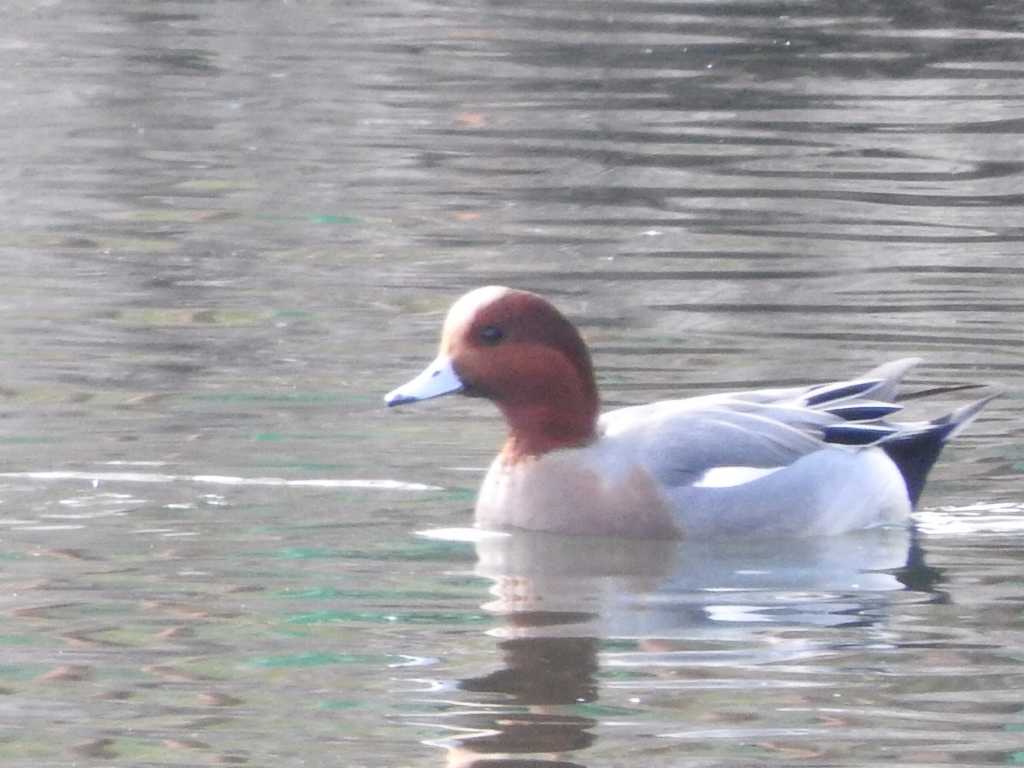 Photo of Eurasian Wigeon at Osaka castle park by ぴりか